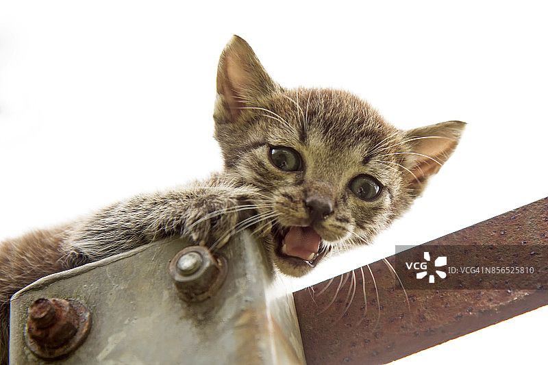 小猫喵喵叫着呼唤妈妈图片素材