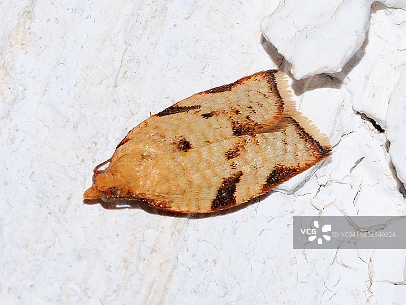 西西里小卷蛾图片素材