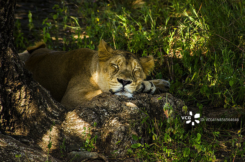 正在睡觉的母狮图片素材