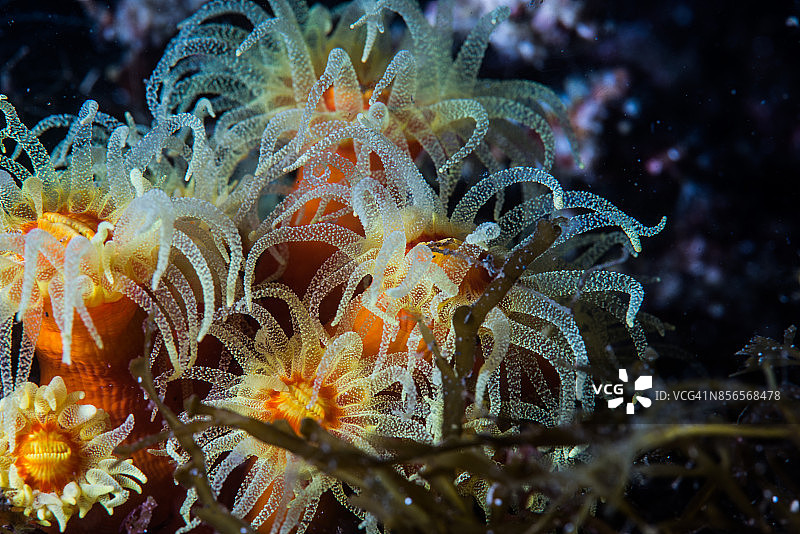 日本静冈大瀬，18米深处的橙色杯状珊瑚群图片素材