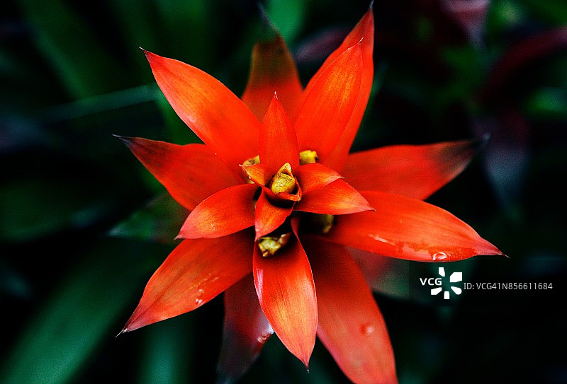 擎天凤梨花图片素材