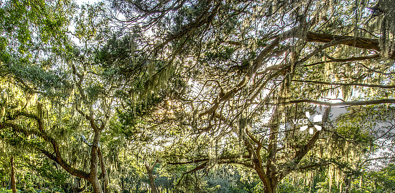日落时分墓地里的活橡树上的西班牙藓图片素材