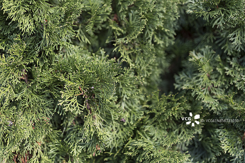 特写镜头：翠柏树图片素材