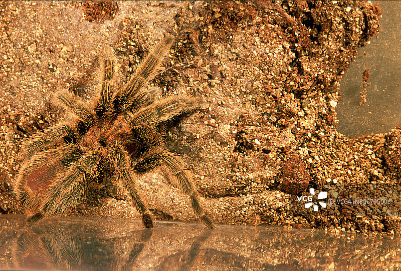 智利红玫瑰蜘蛛（Grammostola rosea）图片素材