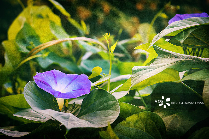 番薯老鼠簕的十月盛景图片素材