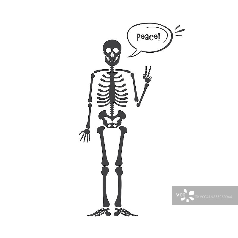 人体骨骼解剖图片素材