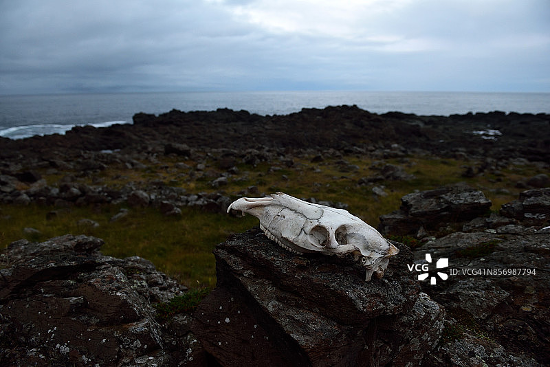 冰岛东部峡湾Dalatangi岩石上的牛头骨图片素材