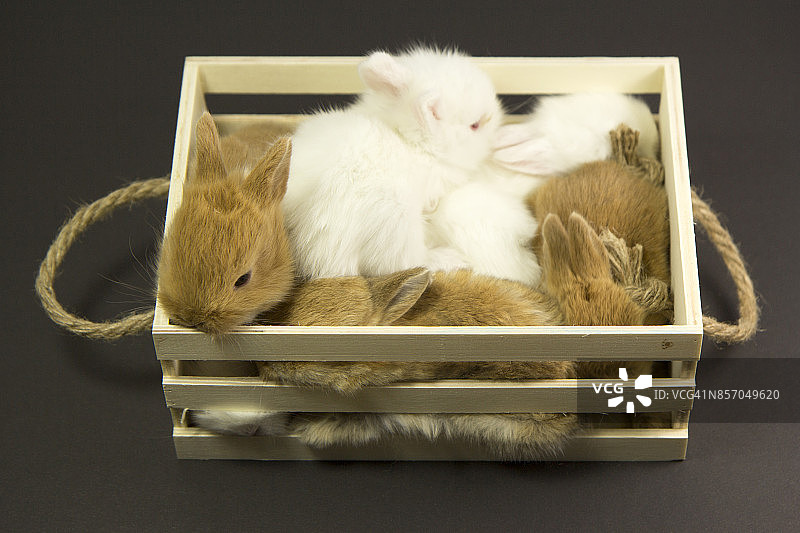 成群的兔子图片素材