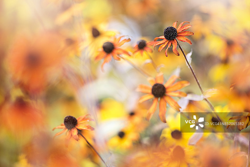 橙黄色金光菊，又称黑眼苏珊图片素材