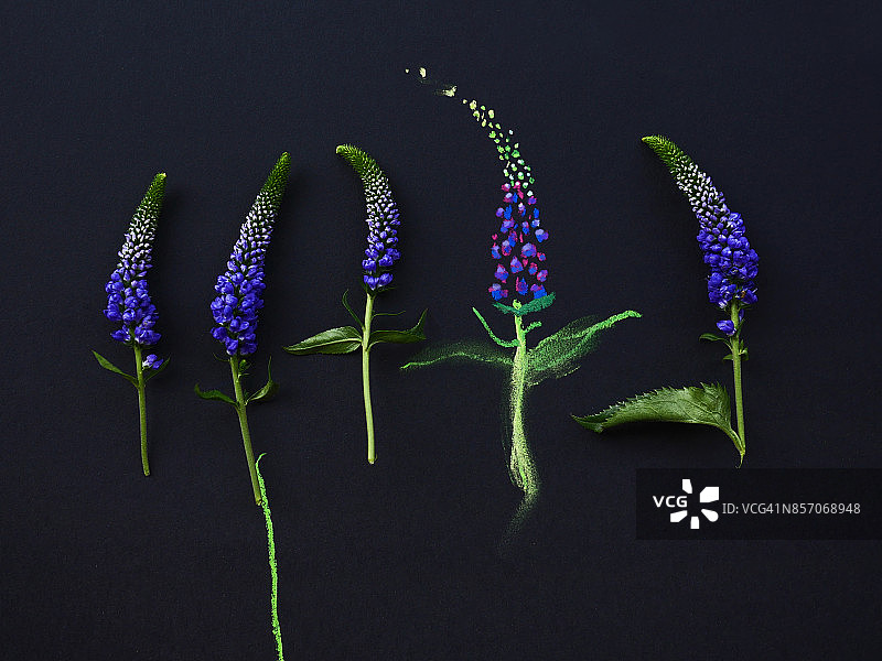 黑色纸上的穗花婆婆纳图片素材