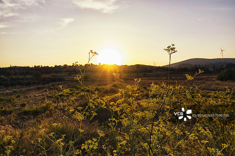 阿拉恰特秋日田野日落图片素材