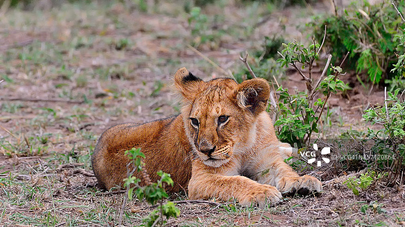 幼狮(Panthera leo nubica)图片素材