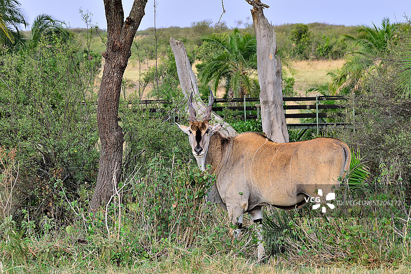 伊兰羚羊图片素材
