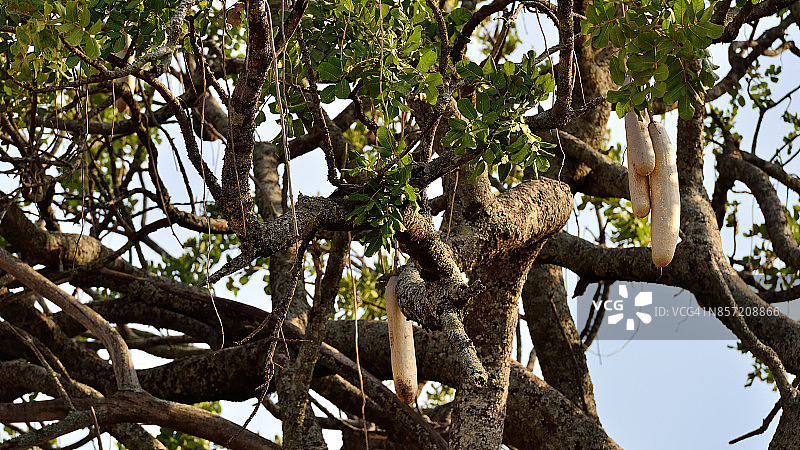吊瓜树细节图片素材