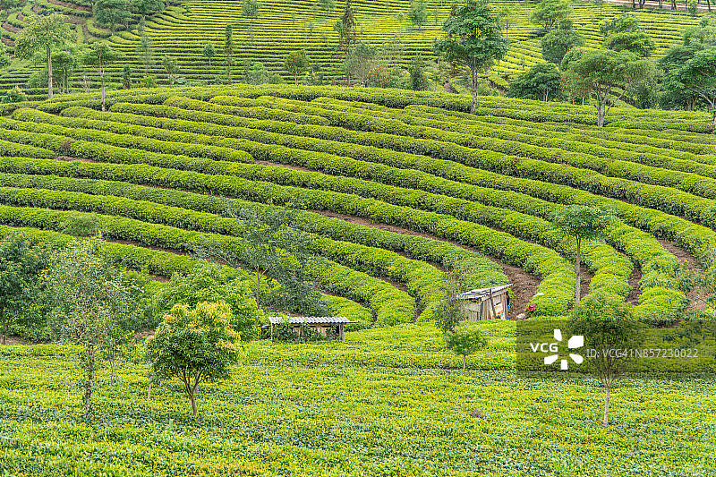 中国云南省普洱茶山梯田图片素材