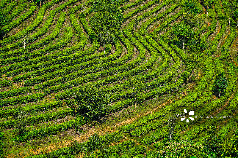中国云南省普洱茶山梯田图片素材