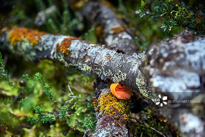 洛斯莱昂斯湖森林中的卵齿菌图片素材