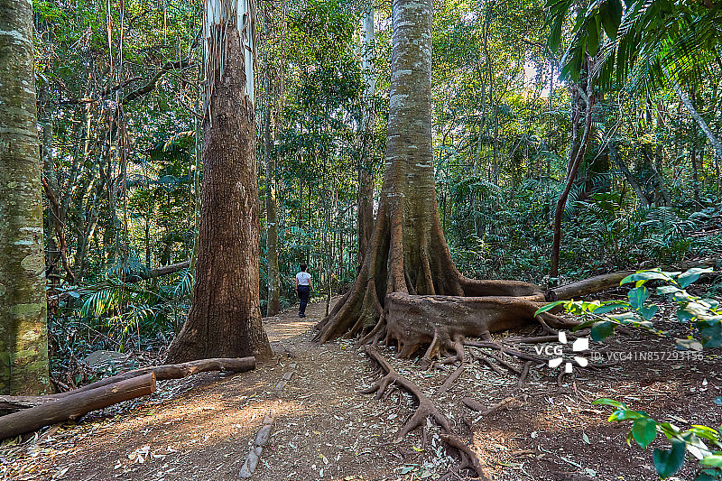 澳大利亚昆士兰州坦伯林山国家公园图片素材