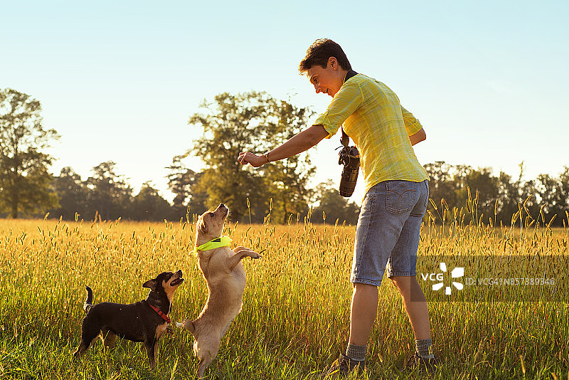 在夏日田野里和狗玩耍的女人图片素材