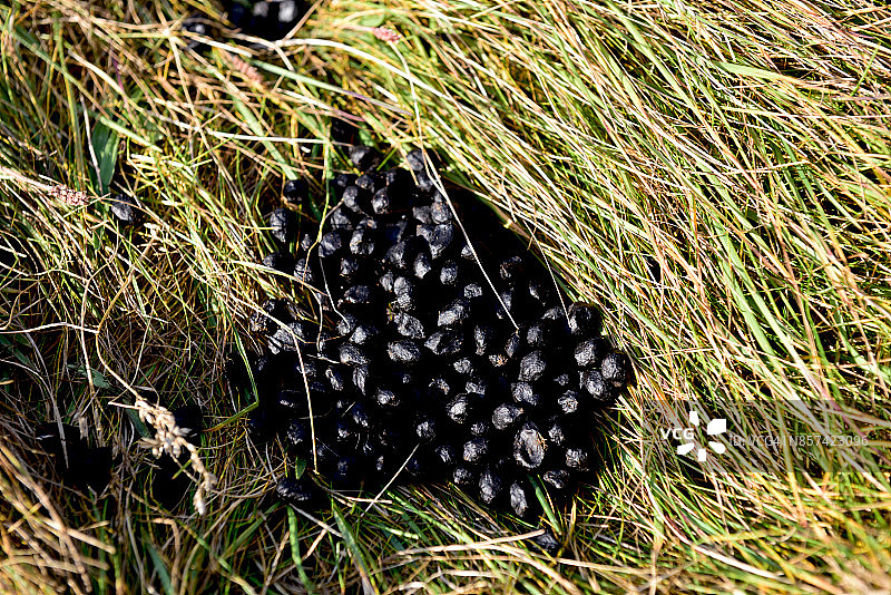 冰岛北部斯卡加斯特隆德卡尔夫沙马斯维克羊粪群特写图片素材