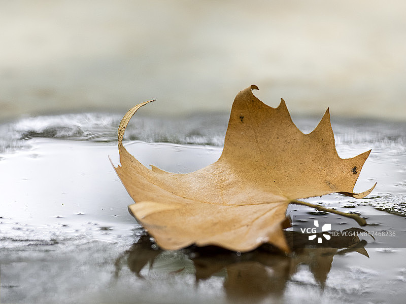 西班牙水中倒影中的棕色枫树干树叶图片素材