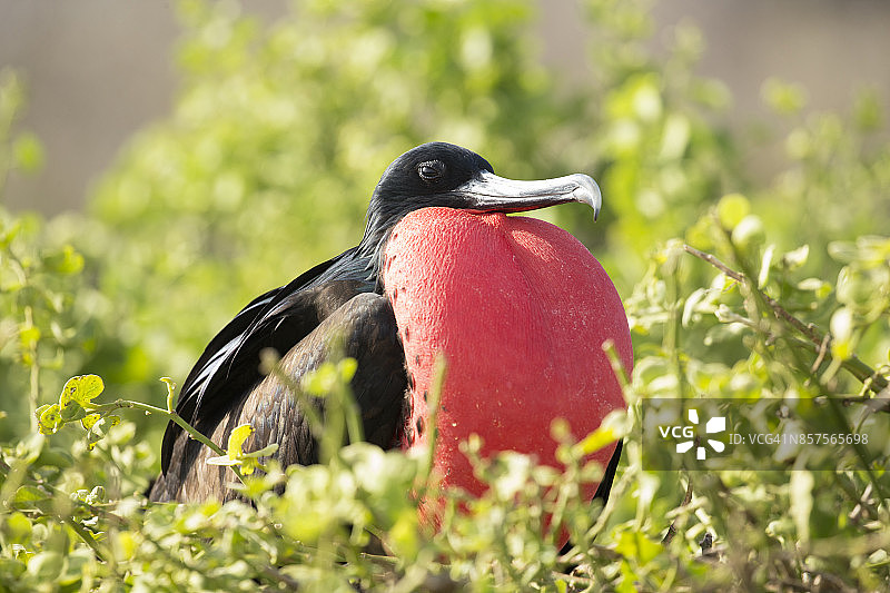 军舰鸟图片素材