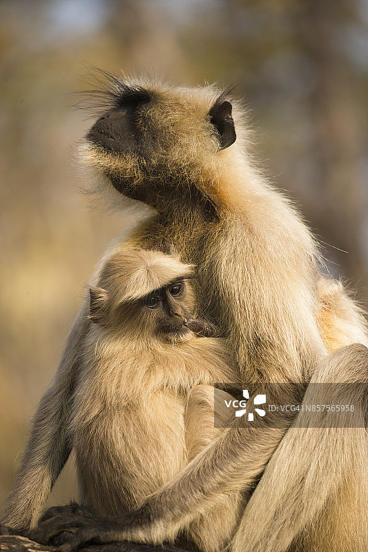 灰叶猴图片素材