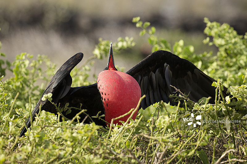 军舰鸟图片素材