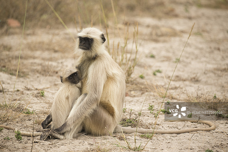 灰叶猴图片素材