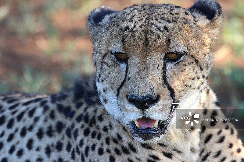 猎豹特写图片素材