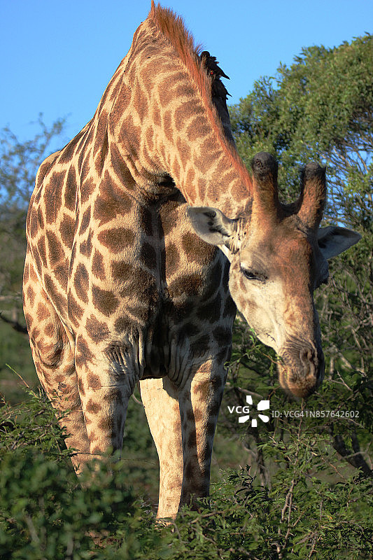 在灌木丛中觅食的长颈鹿图片素材