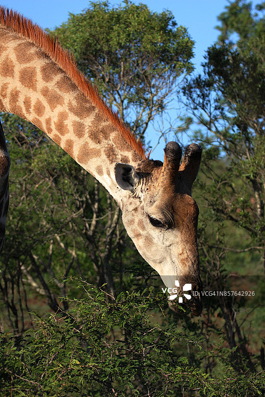 在灌木丛中觅食的长颈鹿图片素材