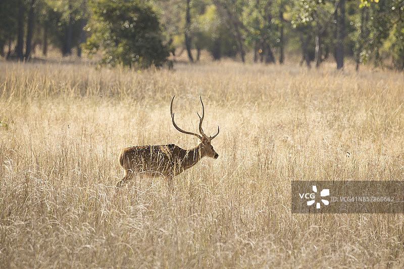 梅花鹿图片素材