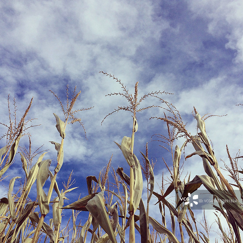 玉米和天空图片素材