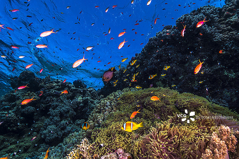 红海水下世界图片素材