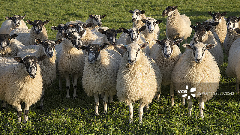 英格兰约克郡斯韦尔代尔的羊群图片素材