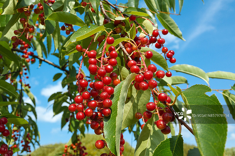 莫斯科公园里成熟的稠李果实图片素材