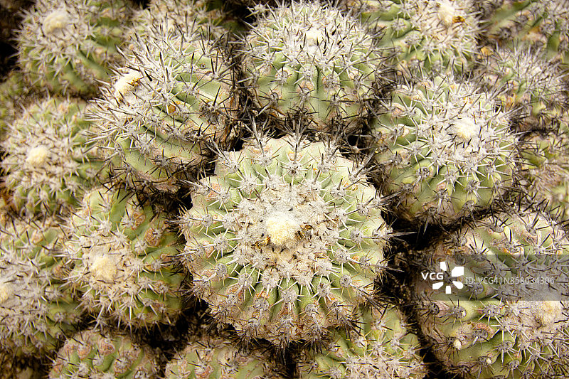 大量仙人掌图片素材