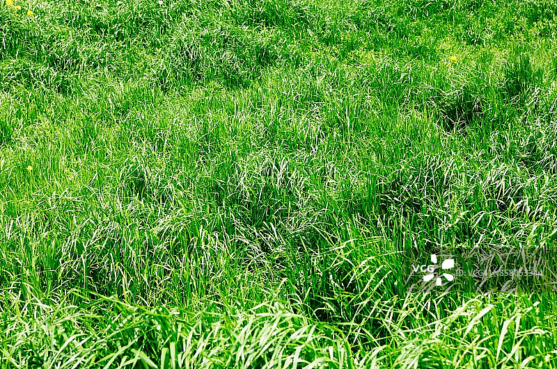茂盛的草地图片素材