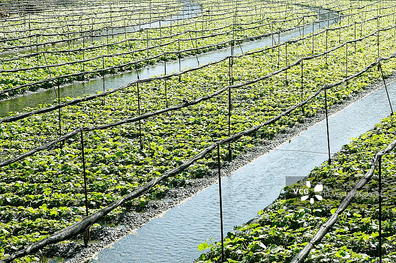 山葵田图片素材