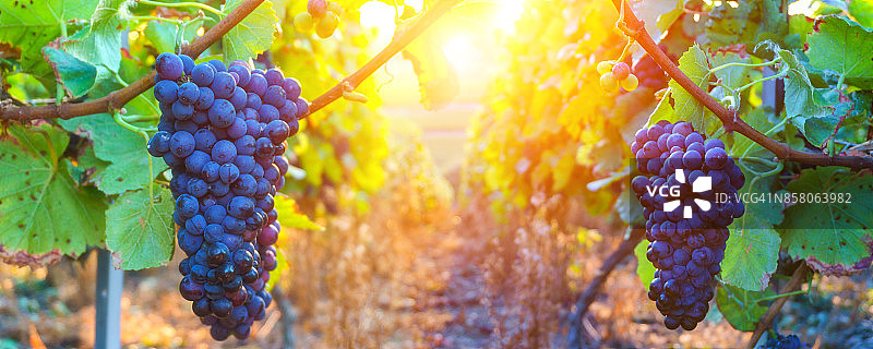 法国兰斯山区香槟产区的葡萄图片素材