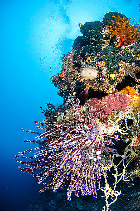 菲律宾水下世界：图巴塔哈礁岩国家公园潜水图片素材