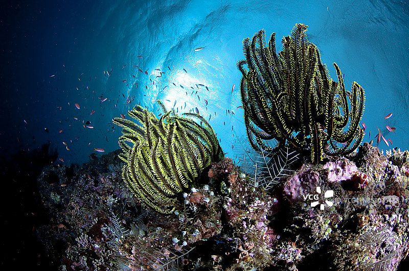 菲律宾水下世界：图巴塔哈礁岩国家公园潜水图片素材