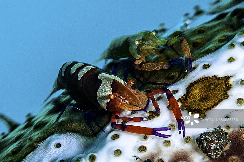 菲律宾水下世界：图巴塔哈礁岩国家公园潜水图片素材