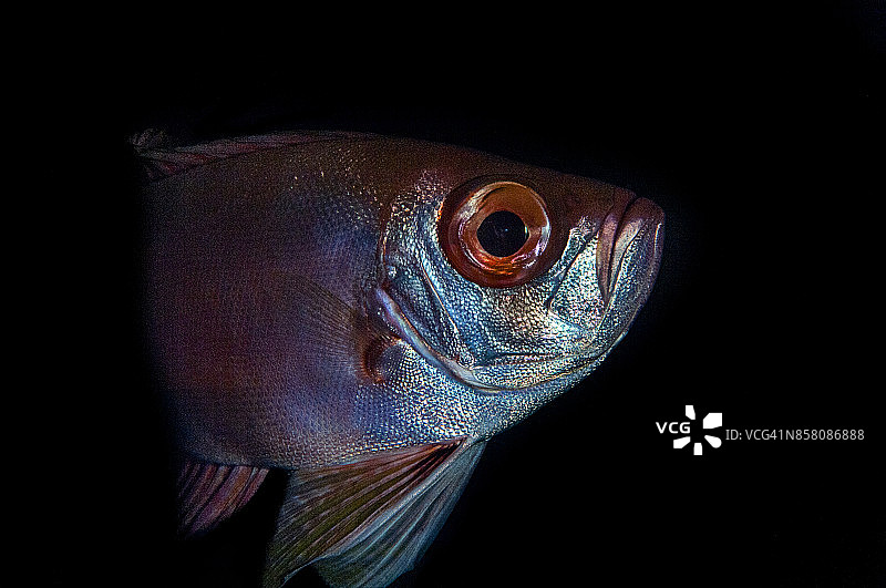 菲律宾水下世界：图巴塔哈礁岩国家公园潜水图片素材