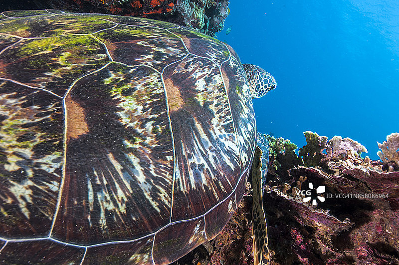 菲律宾水下世界：图巴塔哈礁岩国家公园潜水图片素材