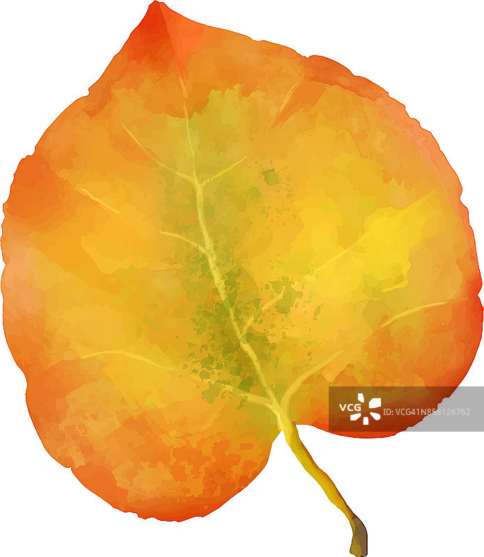 秋天的叶子图片素材