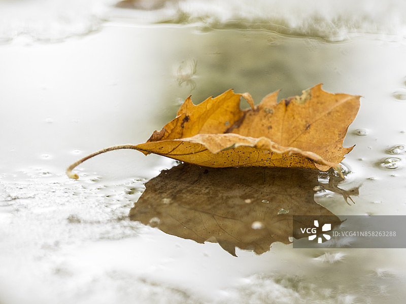 西班牙水中倒影中的棕色枫树干树叶图片素材