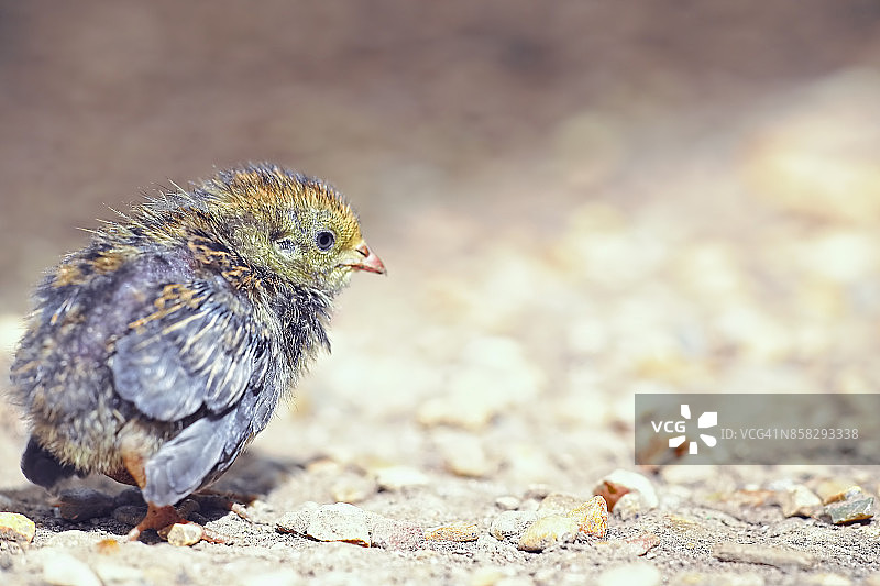 蓝胸鹑幼鸟图片素材