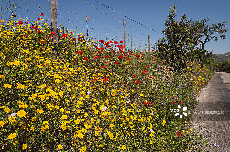 乡间野花小路图片素材